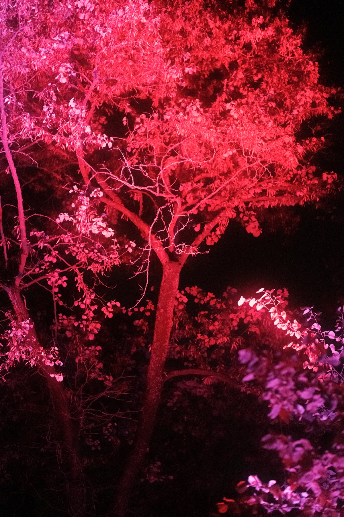 Fotografia di eventi